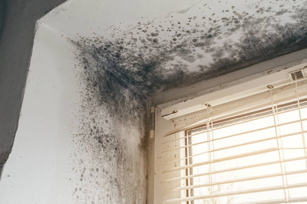 Trusted Commercial Mold Remediation service in Denver, PA - Cheap Mold Removal